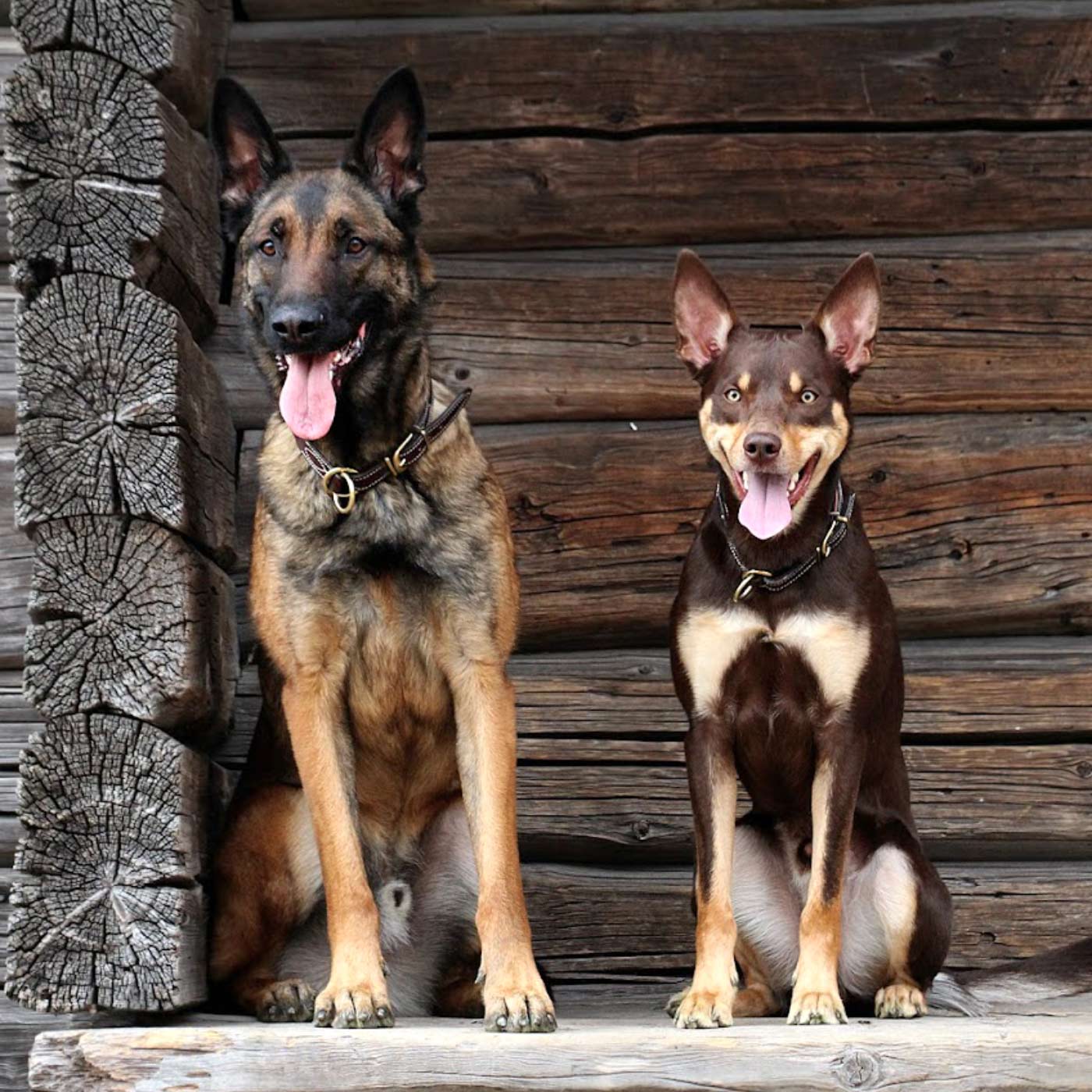 Belgianpaimenkoira malinois ja australiankelpie koirakoulu Tampere