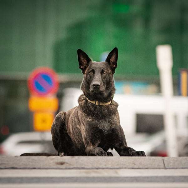 Pentujen koulutukseen erikoistunut koirakoulu Tampereella